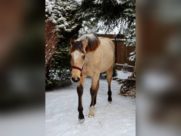 Caballo deportivo polaco Semental 1 año Buckskin/Bayo in Poznań