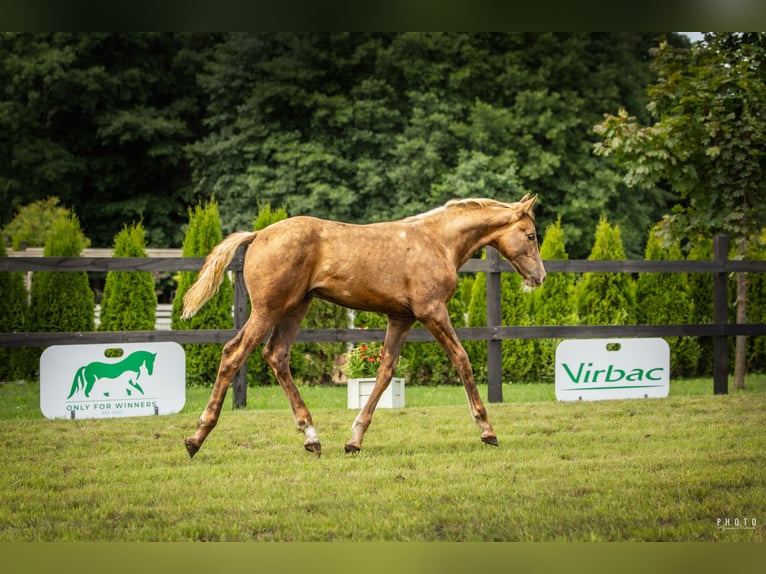 Caballo deportivo polaco Semental 1 año Palomino in Serock