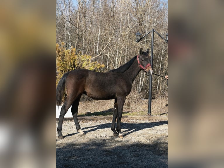 Caballo deportivo polaco Semental 1 año Tordo in Radawa