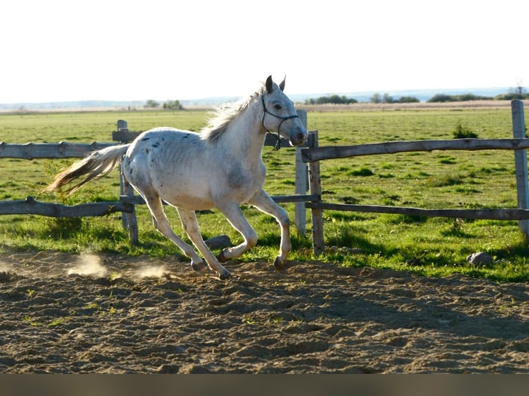 Caballo deportivo polaco Semental 2 años 150 cm Atigrado/Moteado in Grędziec