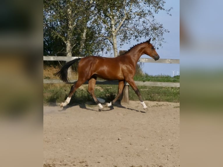 Caballo deportivo polaco Semental 2 años 155 cm Castaño in koluszki
