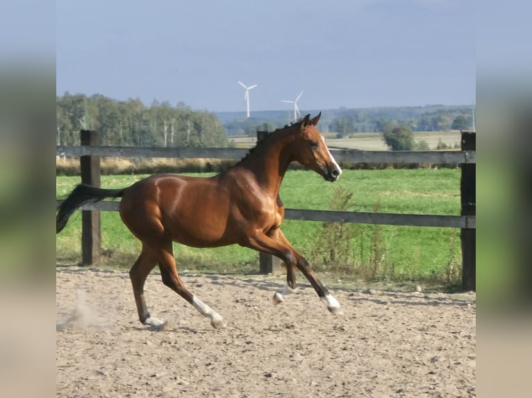 Caballo deportivo polaco Semental 2 años 155 cm Castaño in koluszki