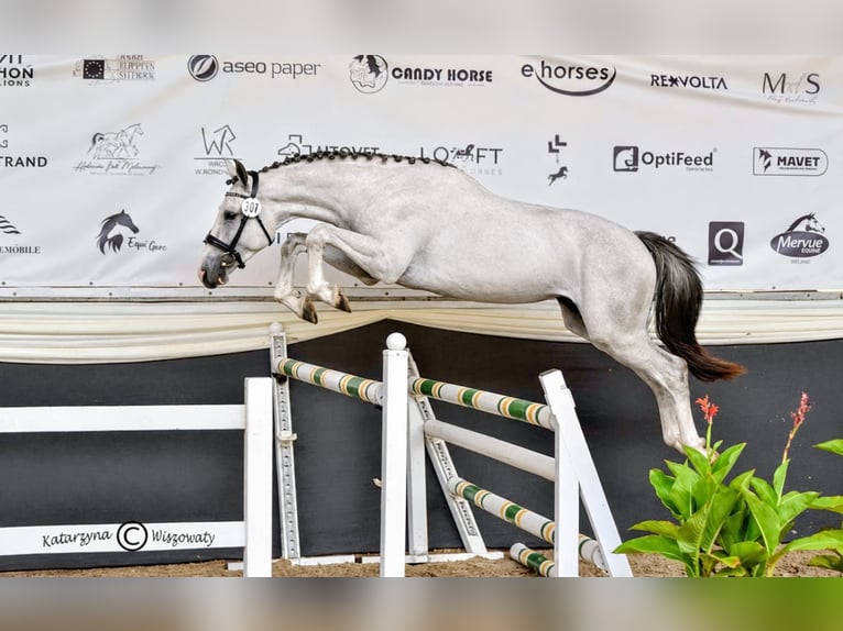 Caballo deportivo polaco Semental 2 años 160 cm Tordo in Kępa