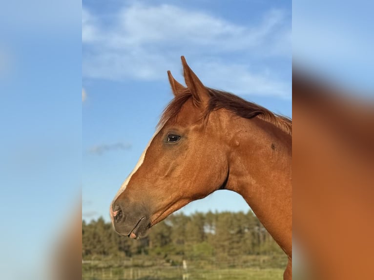 Caballo deportivo polaco Semental 2 años 170 cm Alazán in Orle