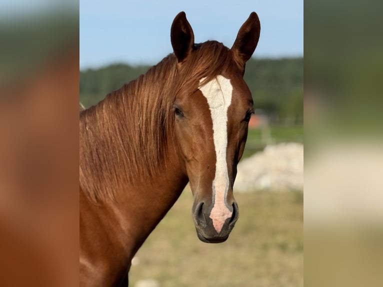 Caballo deportivo polaco Semental 2 años 170 cm Alazán in Orle