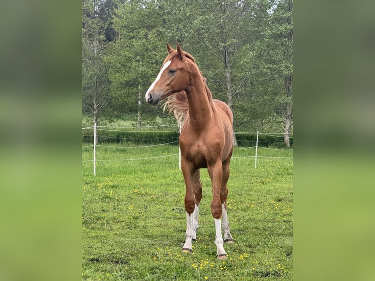 Caballo deportivo polaco Semental 2 años 170 cm Alazán in Orle