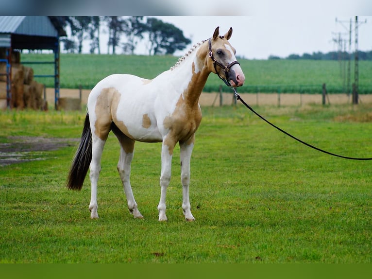 Caballo deportivo polaco Semental 2 años 170 cm Buckskin/Bayo in kębłowo