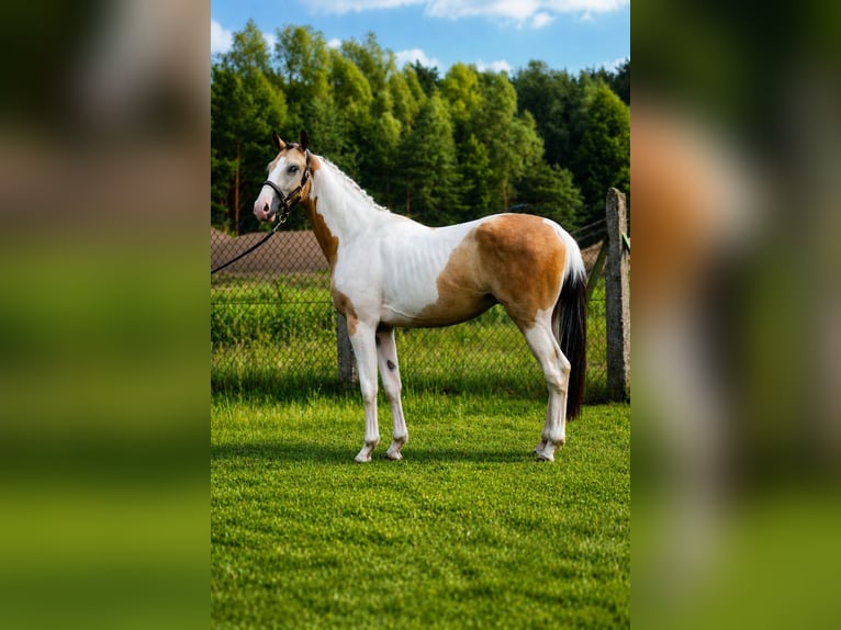 Caballo deportivo polaco Semental 2 años 170 cm Buckskin/Bayo in Wolsztyn
