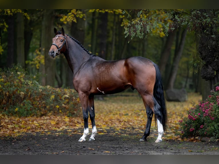 Caballo deportivo polaco Semental 2 años Castaño oscuro in Pozna&#x144;