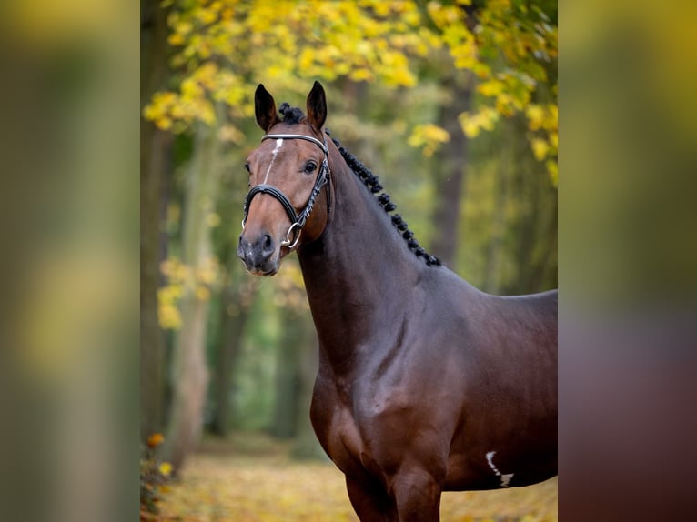 Caballo deportivo polaco Semental 2 años Castaño oscuro in Pozna&#x144;