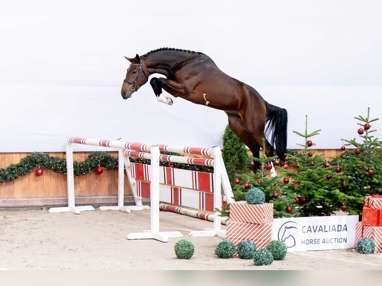 Caballo deportivo polaco Semental 2 años Castaño oscuro in Pozna&#x144;