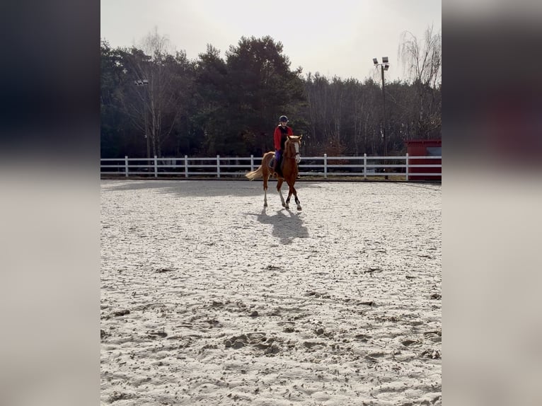 Caballo deportivo polaco Semental 3 años 150 cm Alazán in Zielona Góra