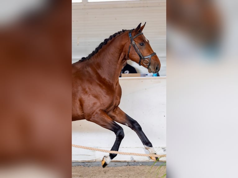 Caballo deportivo polaco Semental 3 años 164 cm Castaño rojizo in Go&#x15B;cimiec