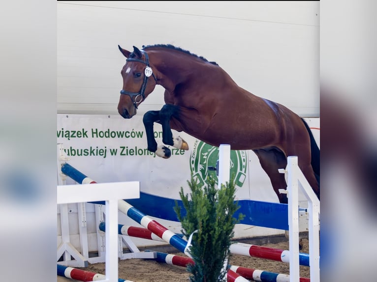 Caballo deportivo polaco Semental 3 años 164 cm Castaño rojizo in Go&#x15B;cimiec