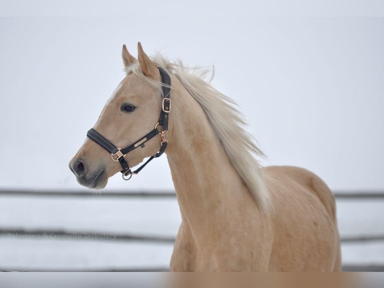 Caballo deportivo polaco Semental 4 años 161 cm Palomino in Piecowice