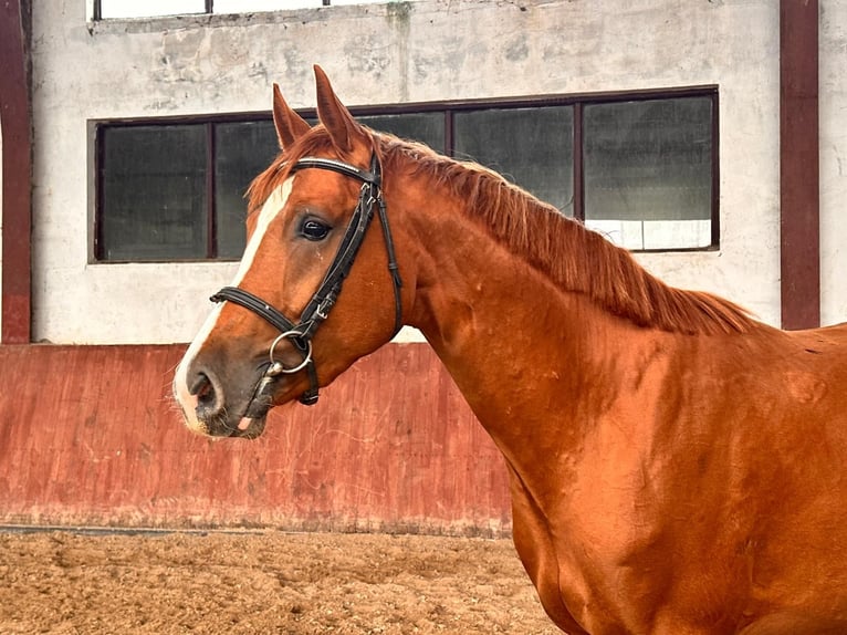 Caballo deportivo polaco Semental 4 años 169 cm Alazán in Różan