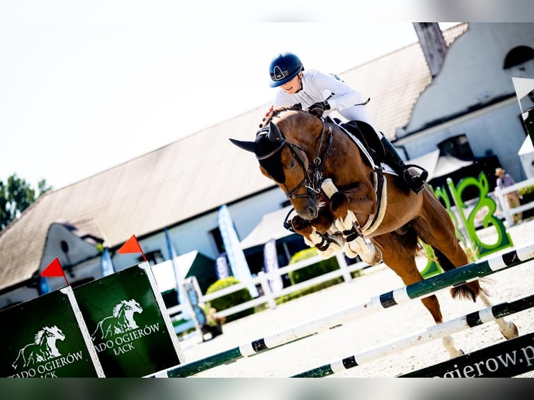 Caballo deportivo polaco Semental 5 años 168 cm Alazán in Turów