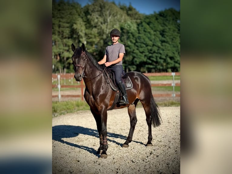 Caballo deportivo polaco Semental 5 años 174 cm Castaño in Krzeczów