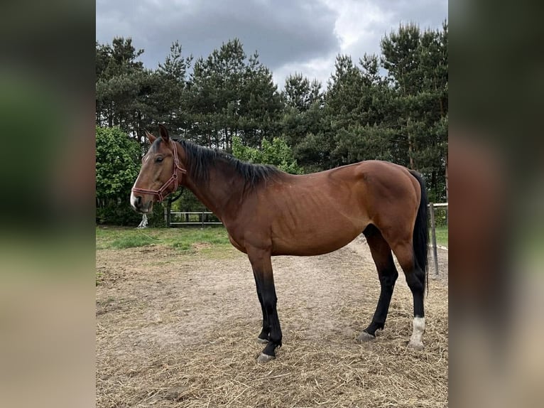 Caballo deportivo polaco Semental 6 años 160 cm Castaño in Włoszczowa