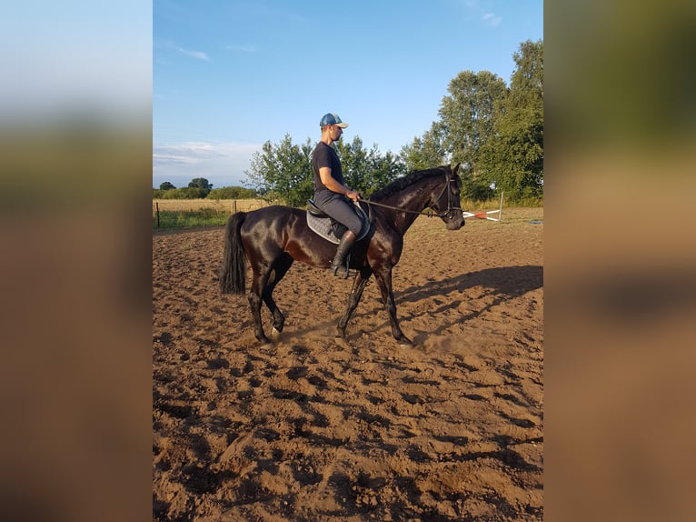 Caballo deportivo polaco Semental 6 años 166 cm Castaño oscuro in Brzeźno