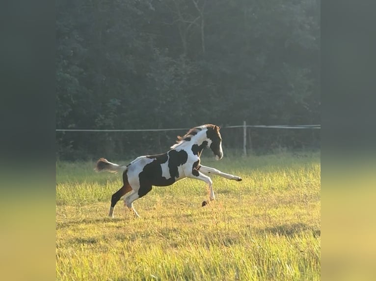 Caballo deportivo polaco Semental Potro (05/2026) 165 cm Pío in Czarnków
