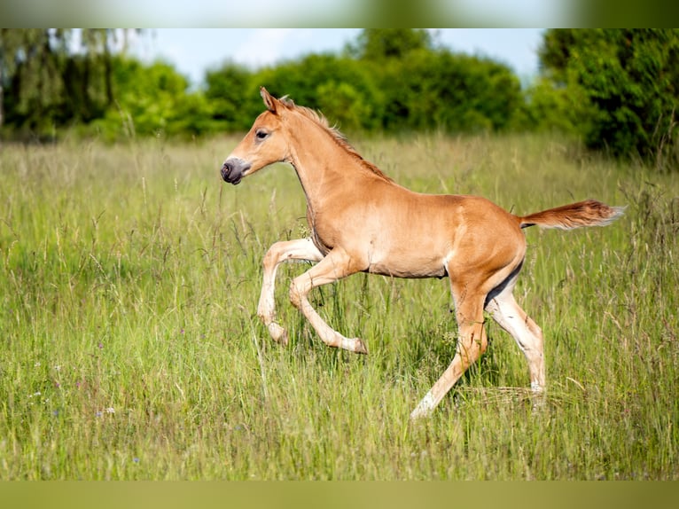 Caballo deportivo polaco Semental Potro (05/2026) Alazán in Pyrzowice