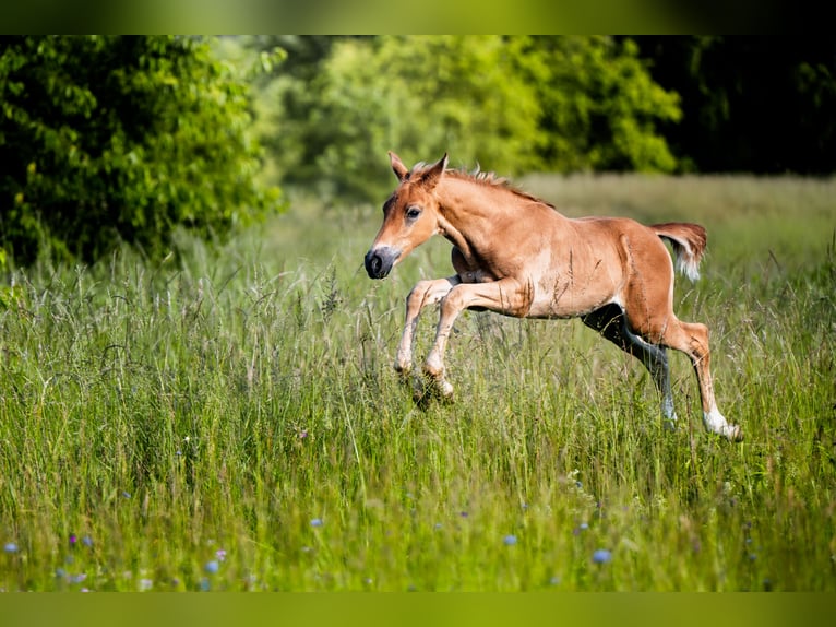 Caballo deportivo polaco Semental Potro (05/2026) Alazán in Pyrzowice