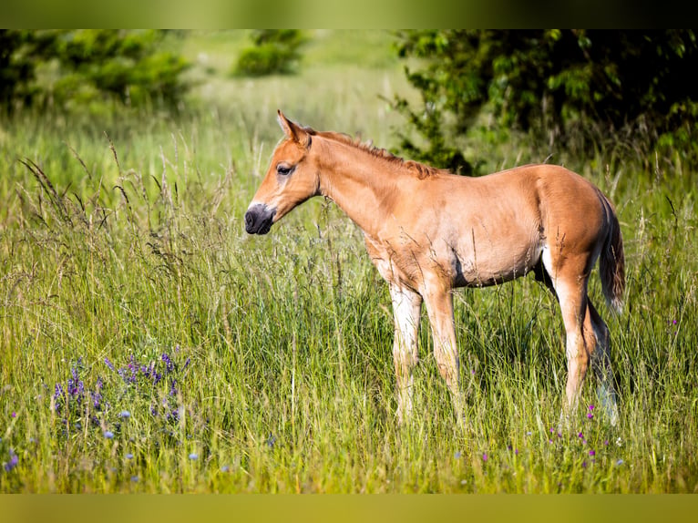 Caballo deportivo polaco Semental Potro (05/2026) Alazán in Pyrzowice