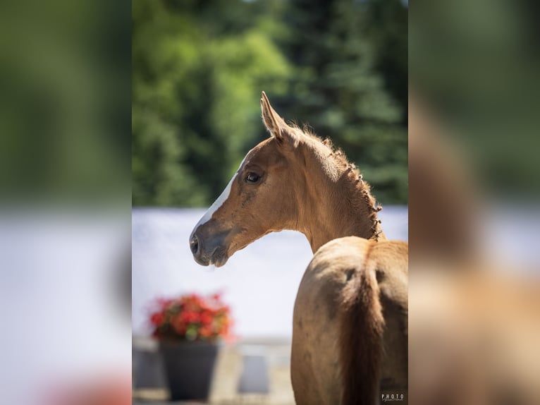 Caballo deportivo polaco Semental Potro (06/2026) Alazán in Serock