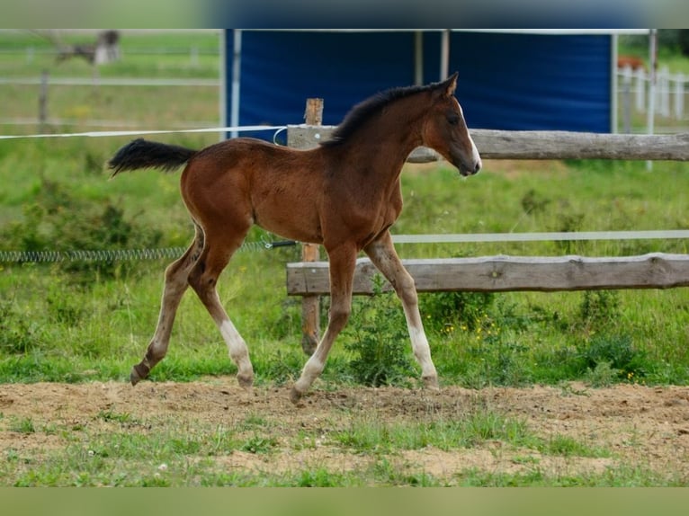 Caballo deportivo polaco Semental Potro (01/2026)  in Pyrzyce