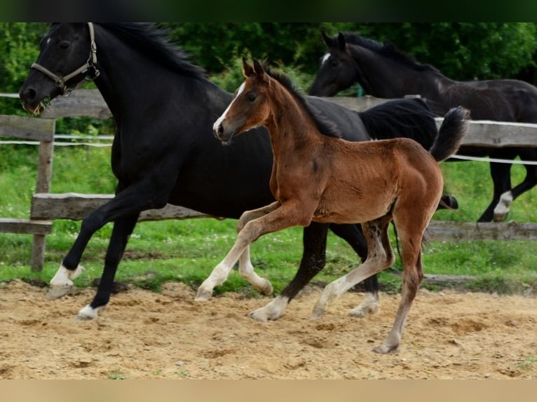 Caballo deportivo polaco Semental Potro (01/2026)  in Pyrzyce