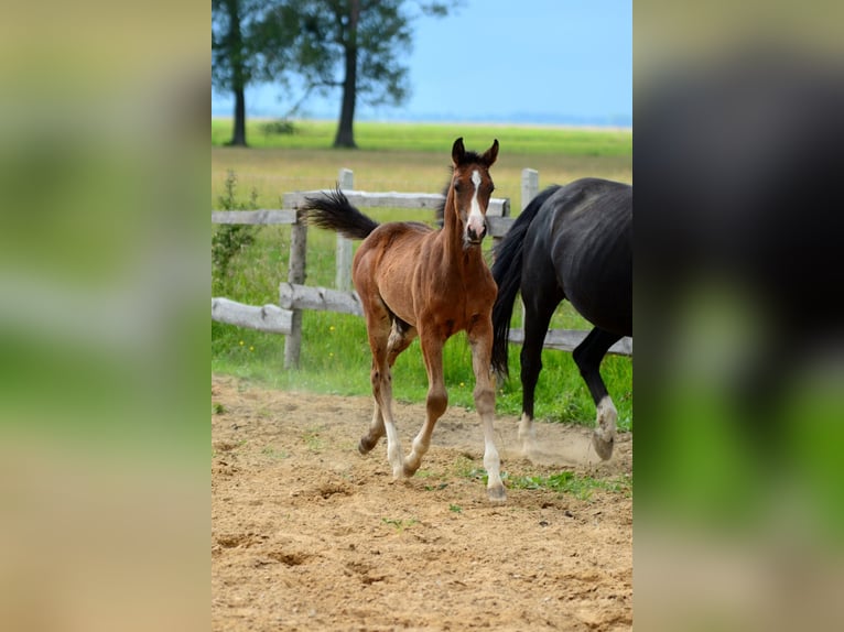 Caballo deportivo polaco Semental Potro (01/2026)  in Pyrzyce