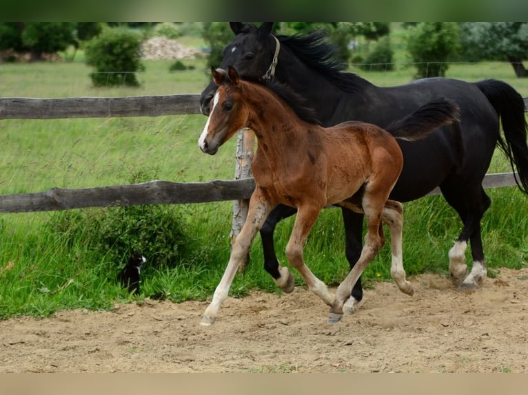Caballo deportivo polaco Semental Potro (01/2026)  in Pyrzyce