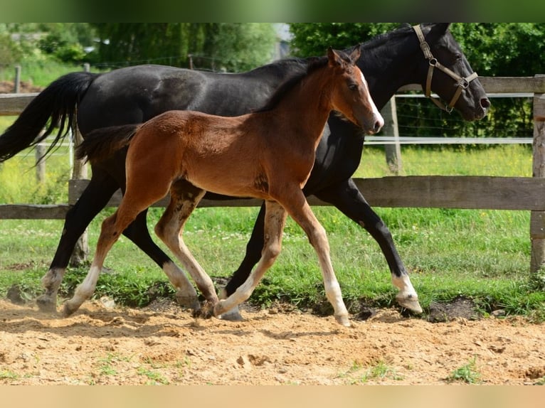 Caballo deportivo polaco Semental Potro (01/2026)  in Pyrzyce