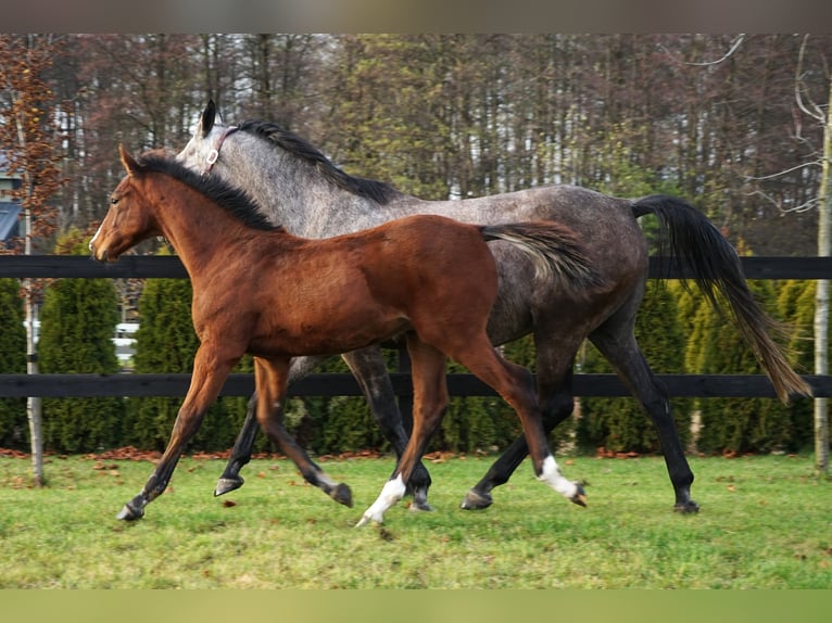 Caballo deportivo polaco Semental Potro (06/2025) in Serock