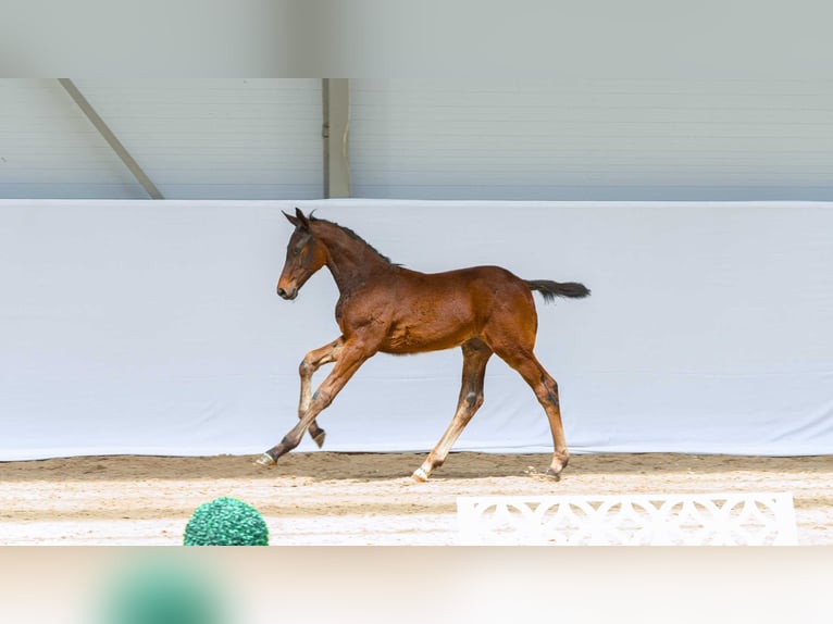 Caballo deportivo polaco Semental Potro (06/2026)  in Swiekatowo