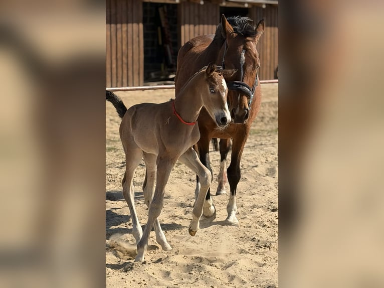 Caballo deportivo polaco Semental Potro (04/2026) Castaño in Nowe Miasto
