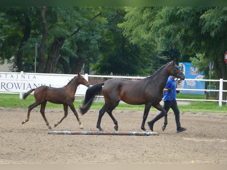 Caballo deportivo polaco Semental Potro (01/2026) Castaño in Ostrów Wielkopolski