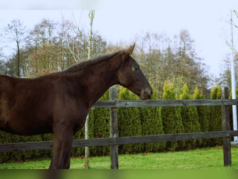 Caballo deportivo polaco Semental Potro (07/2025) Negro in Serock