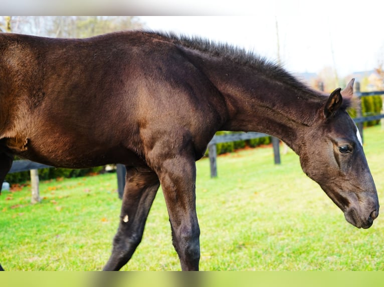 Caballo deportivo polaco Semental Potro (07/2025) Negro in Serock