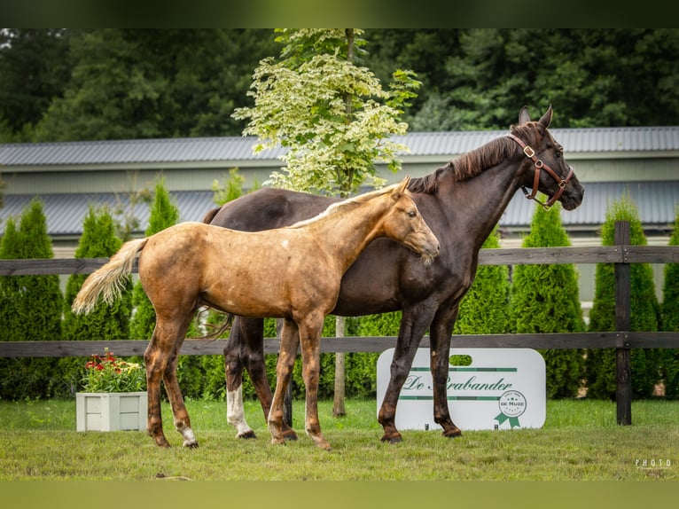 Caballo deportivo polaco Semental Potro (04/2025) Palomino in Serock