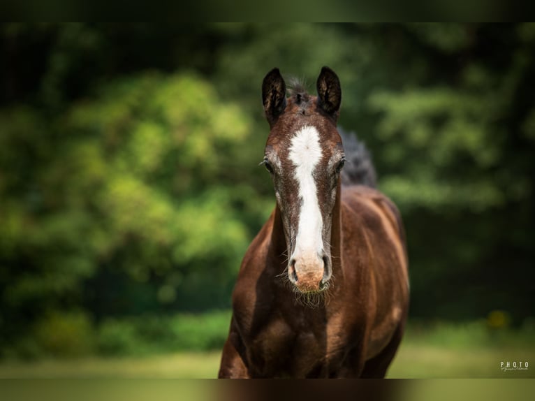 Caballo deportivo polaco Semental Potro (06/2026) Tordo in Włocławek