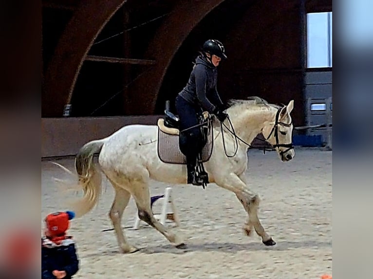 Caballo deportivo polaco Yegua 10 años 162 cm Tordo in Forst