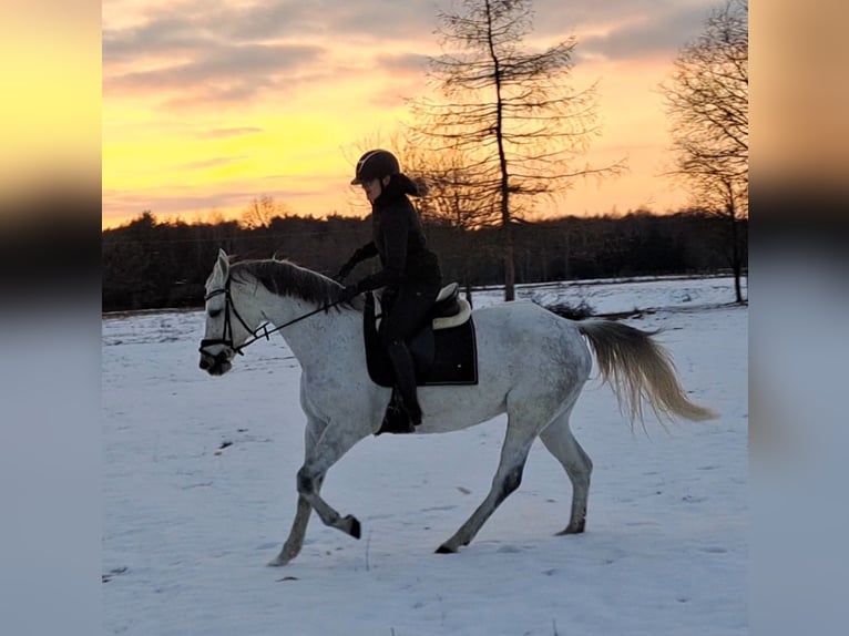 Caballo deportivo polaco Yegua 10 años 163 cm Tordo in Forst
