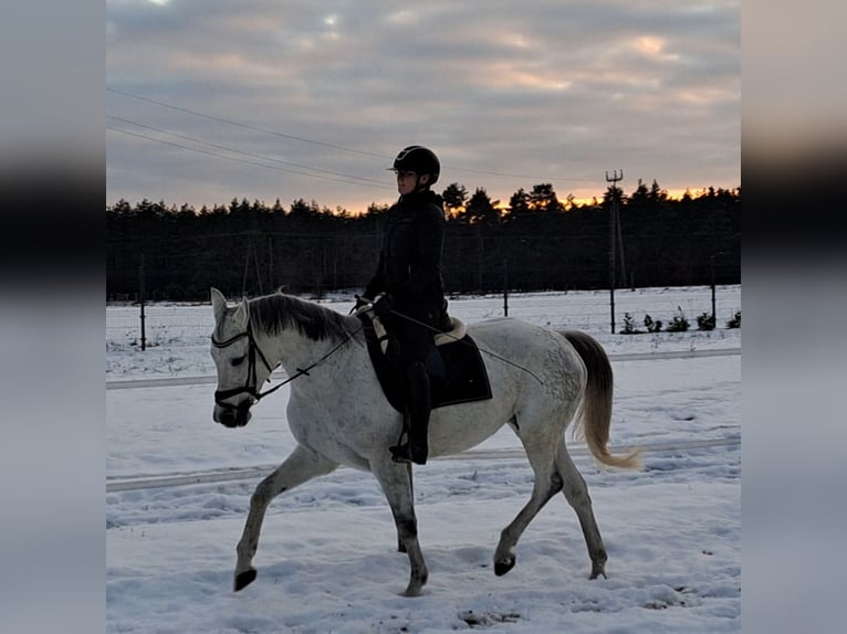 Caballo deportivo polaco Yegua 10 años 163 cm Tordo in Forst