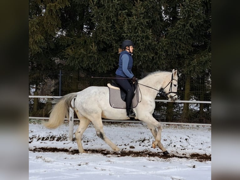Caballo deportivo polaco Yegua 10 años 163 cm Tordo in Forst