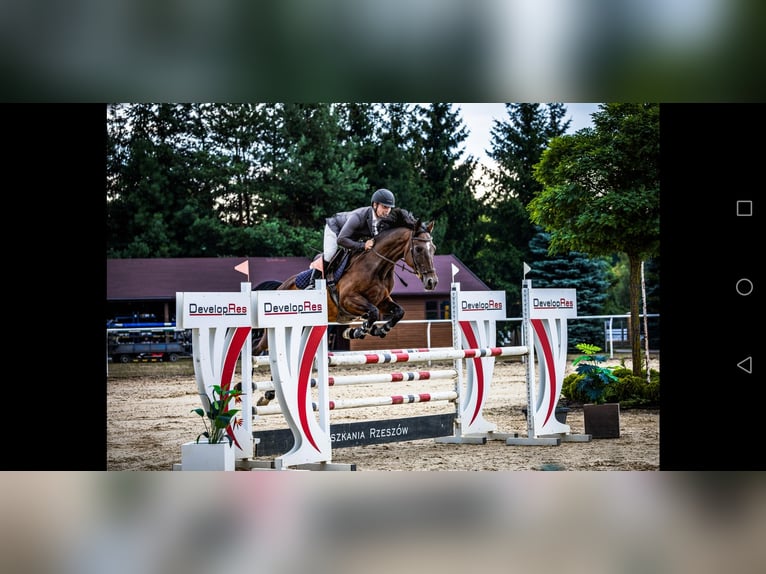 Caballo deportivo polaco Yegua 10 años 164 cm Castaño oscuro in Prudnik