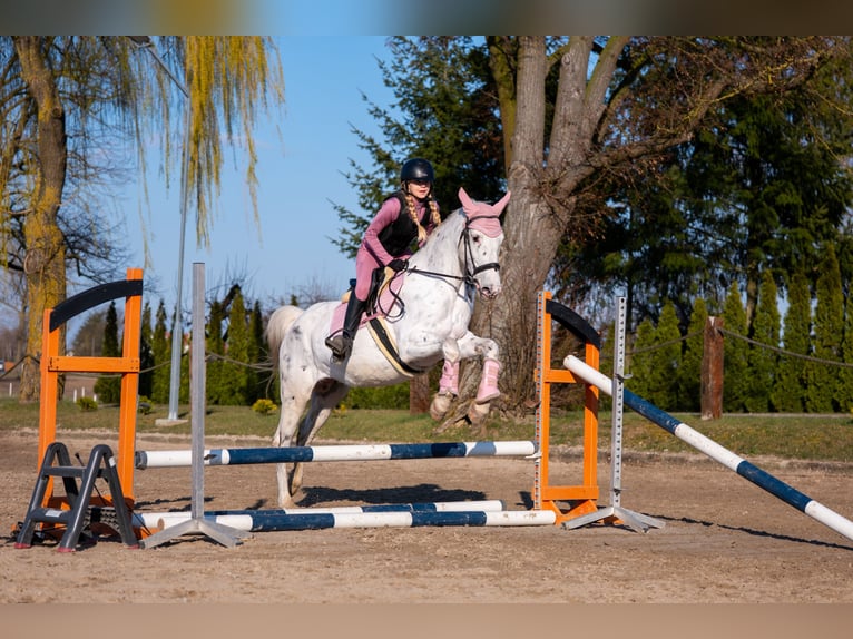 Caballo deportivo polaco Yegua 11 años 156 cm Atigrado/Moteado in Żnin