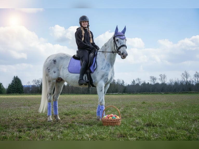 Caballo deportivo polaco Yegua 11 años 156 cm Atigrado/Moteado in Żnin