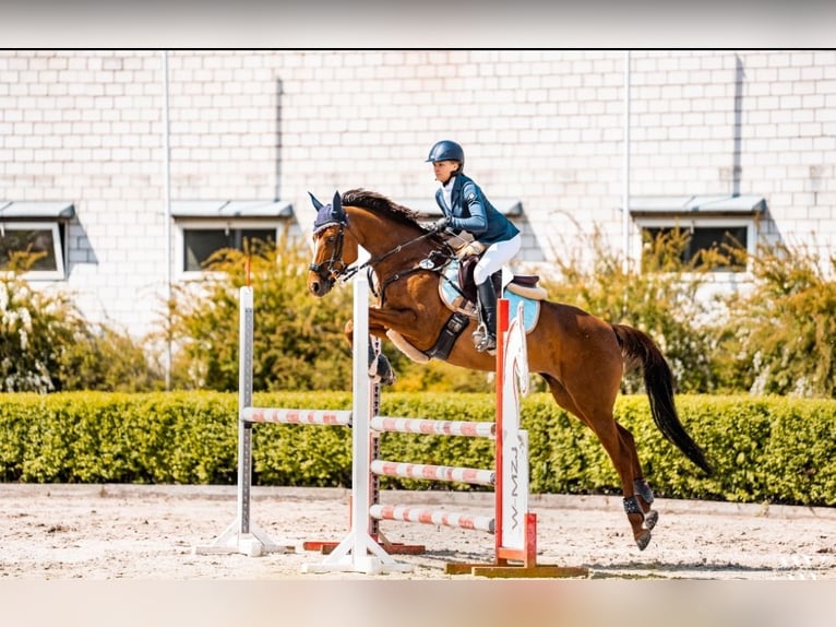 Caballo deportivo polaco Yegua 11 años 158 cm Alazán in Warszawa